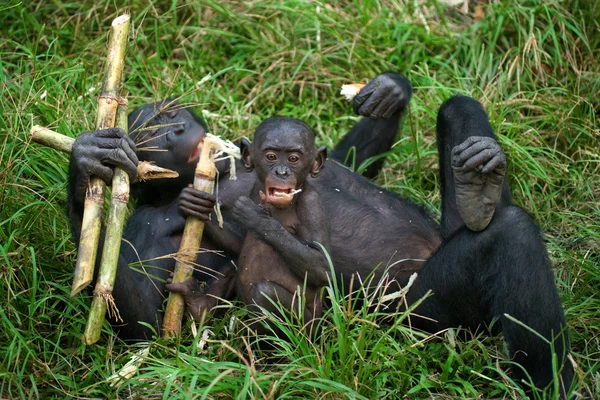 Μπονόμπος οικογένεια μαϊμού — Φωτογραφία Αρχείου
