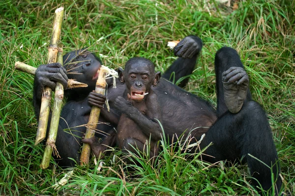 Família de macacos Bonobos — Fotografia de Stock