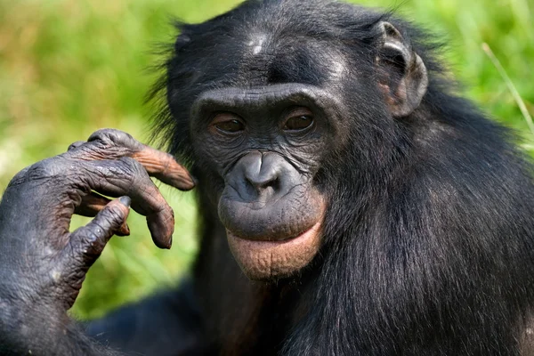 Bonobo närbild porträtt — Stockfoto