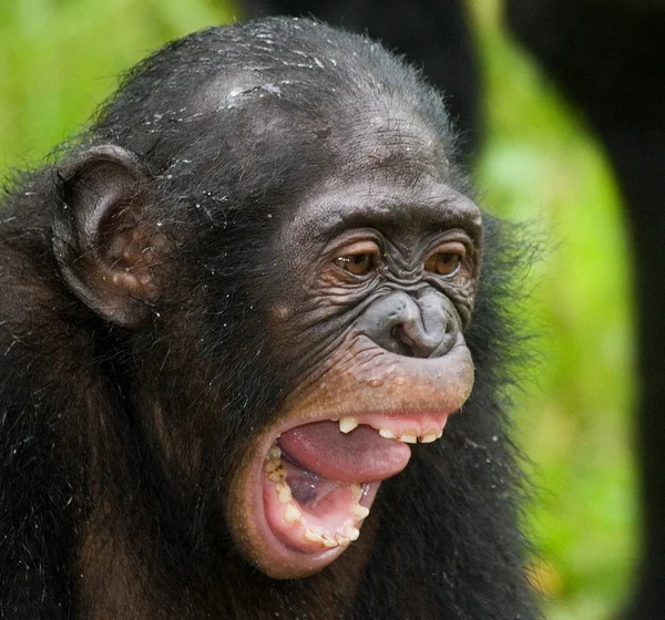 Bonobo close up retrato — Fotografia de Stock