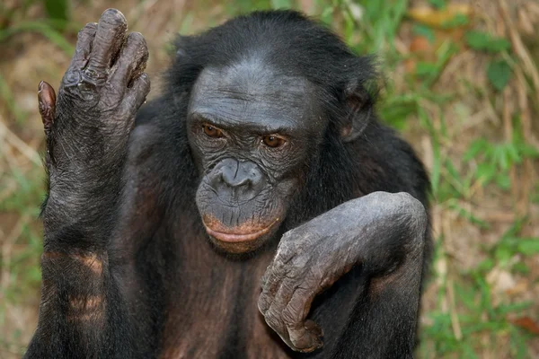 Bonobo ritratto da vicino — Foto Stock
