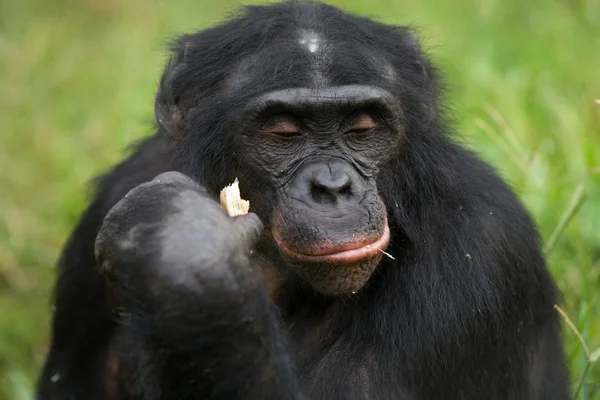 Bonobo Nahaufnahme Porträt — Stockfoto