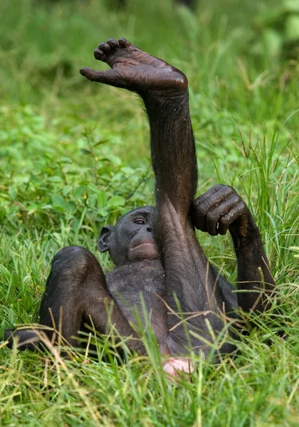 Bonobo kapatmak dikey — Stok fotoğraf