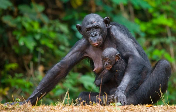 Bonobo maymunu aile — Stok fotoğraf