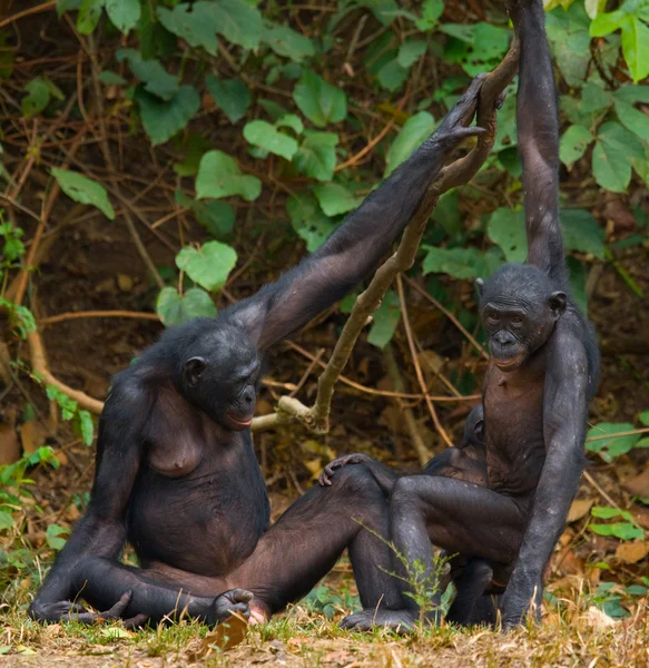 Familia de monos Bonobo — Foto de Stock