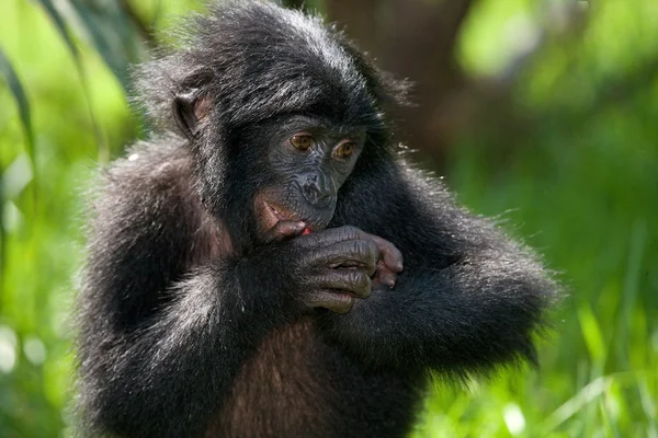 Bebé mono Bonobo — Foto de Stock