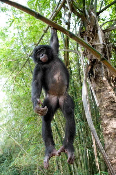 Bebek Bonobo maymunu — Stok fotoğraf