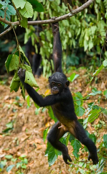 Обезьянка Бонобо — стоковое фото
