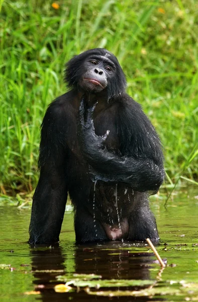 Обезьяна бонобо сидит в воде — стоковое фото