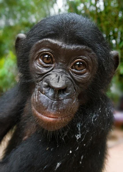 Scimmia Bonobo — Foto Stock