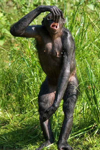 Bonobo macaco água potável — Fotografia de Stock