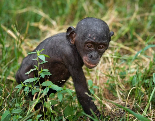 Małp Bonobo dziecka — Zdjęcie stockowe