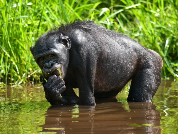 Scimmia bonobo seduta in acqua — Foto Stock