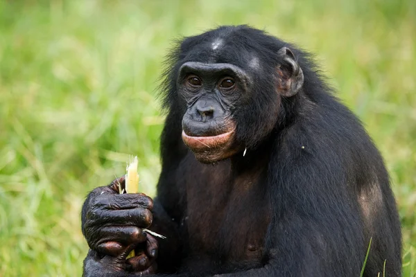 Bonobo close up portrait — Stock Photo, Image