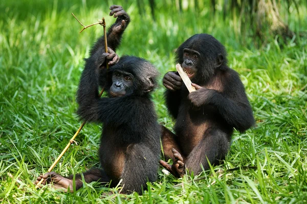 Обезьяны бонобо — стоковое фото