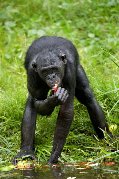 Bonobo kapatmak dikey — Stok fotoğraf