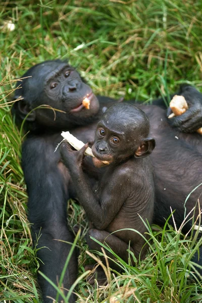 Bonobos opičí rodina — Stock fotografie