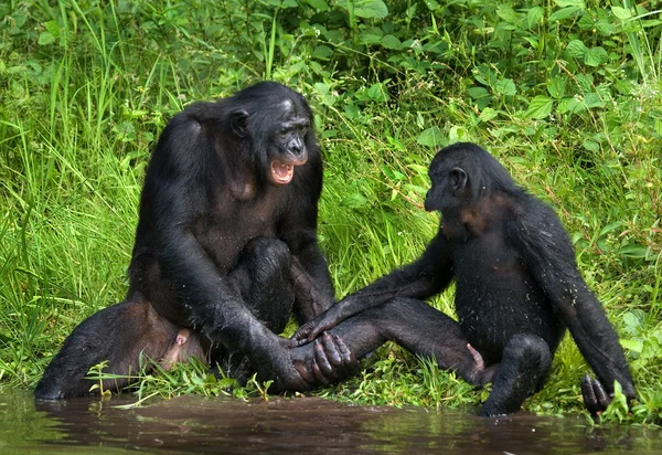ボノボ猿の家族 — ストック写真