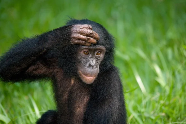 Baby Bonobo monkey — Stock Photo, Image