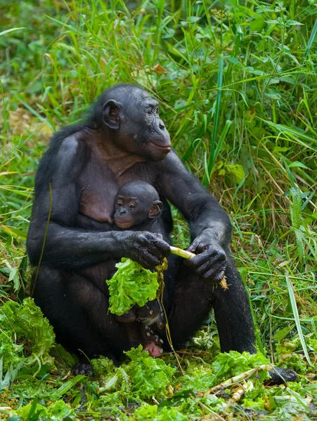 보노보 원숭이 가족 — 스톡 사진