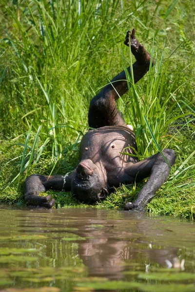 Bonobo monkey grając z wody — Zdjęcie stockowe