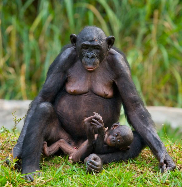 Bonobos-Affenfamilie — Stockfoto