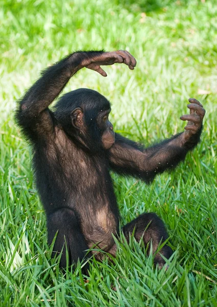 小猩猩猴子 — 图库照片