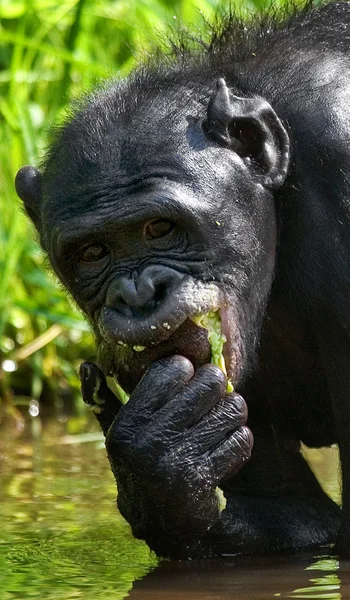 Opice bonobo sedí ve vodě — Stock fotografie