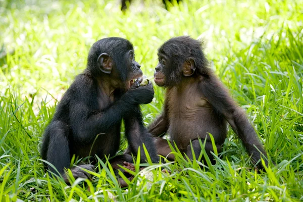 Scimmie Bonobo — Foto Stock