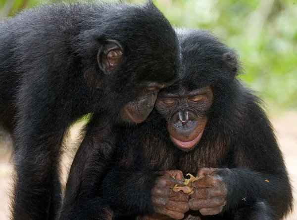 Bebek Bonobo maymunları — Stok fotoğraf