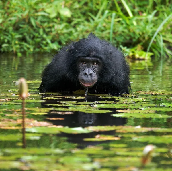 Bonobo-Affe sitzt im Wasser — Stockfoto