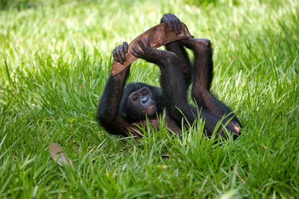 Baby Bonobo apa — Stockfoto