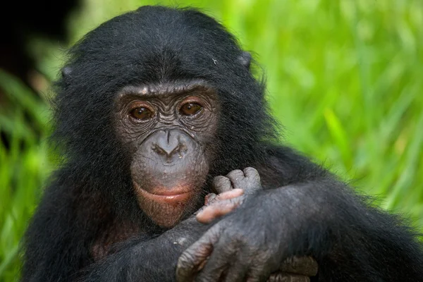 Baby Bonobo monkey — стокове фото