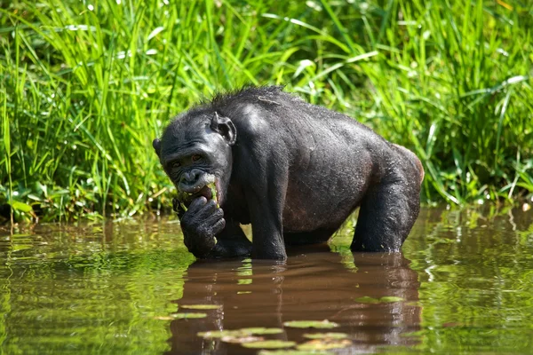 Małp bonobo siedzi w wodzie — Zdjęcie stockowe