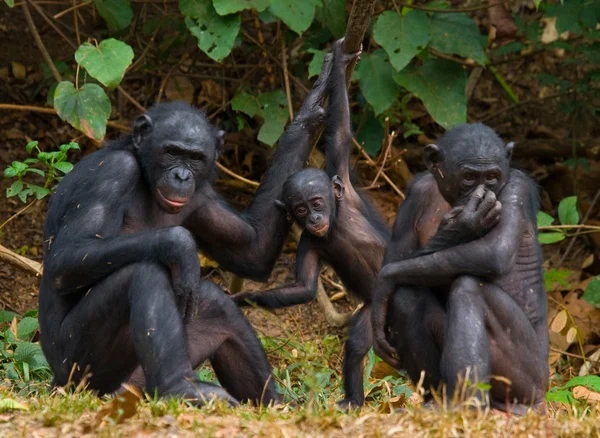 Famille des singes Bonobo — Photo