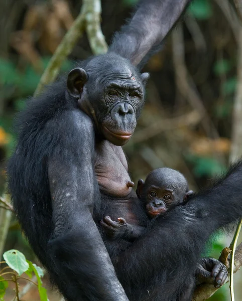 Bonobos monkey family — Stock Photo, Image