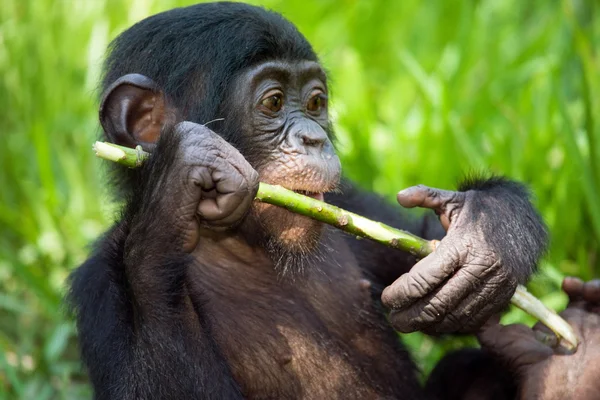 Baby Bonobo monkey — стокове фото