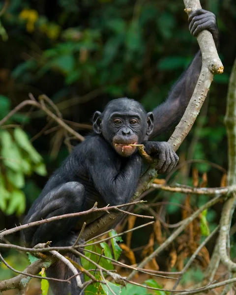 Macaco Bonobo bebê — Fotografia de Stock