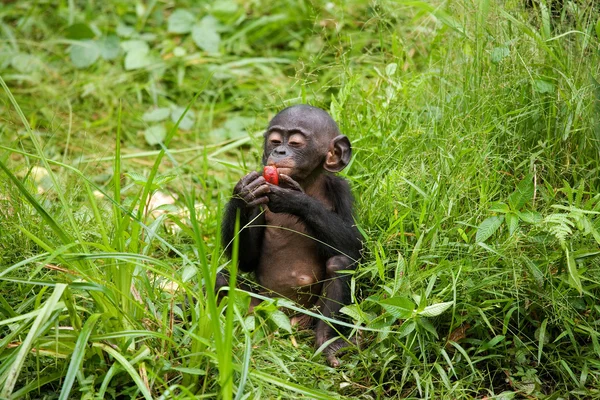 Baby opice Bonobo — Stock fotografie