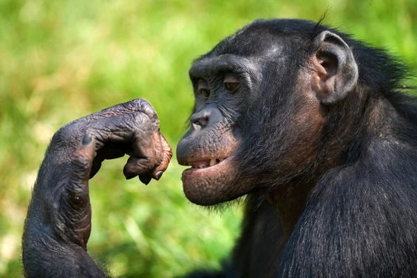 Bonobo närbild porträtt — Stockfoto