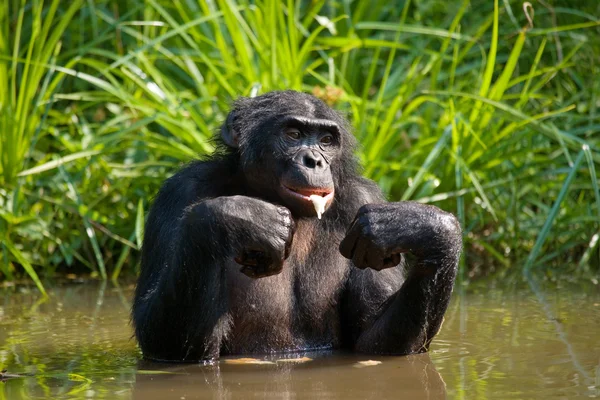 Opice bonobo sedí ve vodě — Stock fotografie