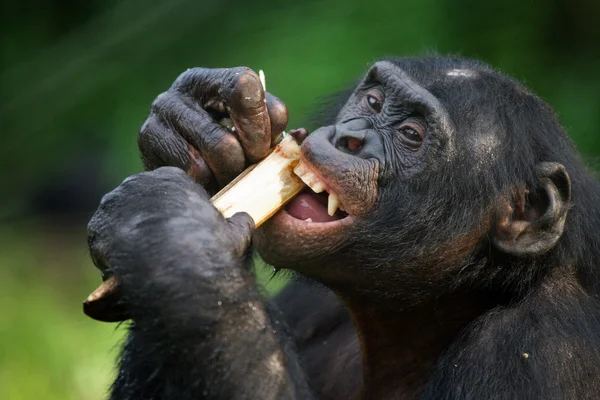 Bonobo primer plano retrato — Foto de Stock