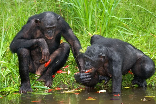 Due scimmie bonobo — Foto Stock