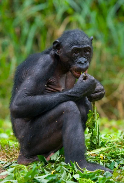 Singe Bonobo bébé — Photo
