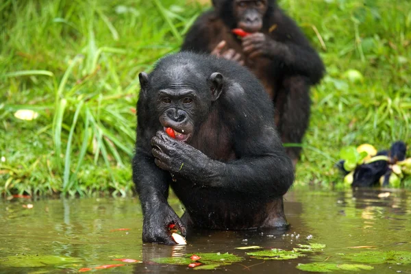 Две обезьяны Бонобо — стоковое фото