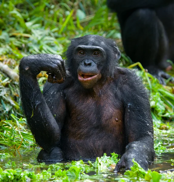 Bonobo kapatmak dikey — Stok fotoğraf