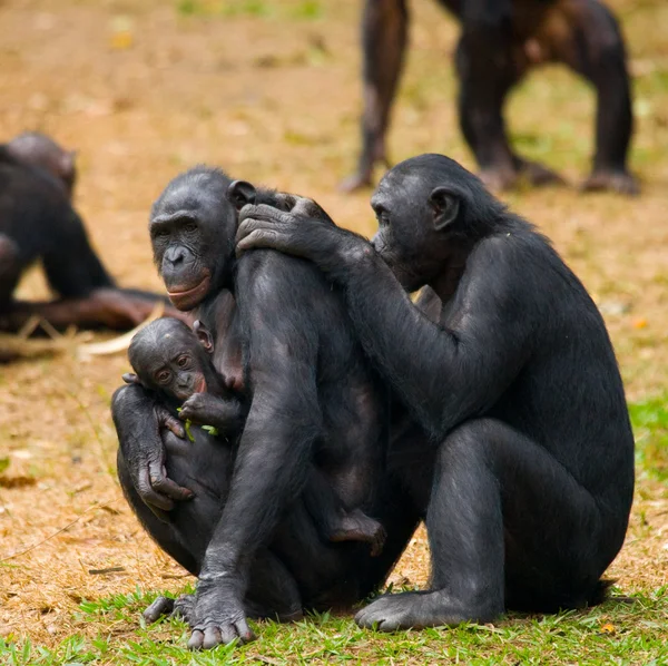बोनबो माकडा कुटुंब — स्टॉक फोटो, इमेज