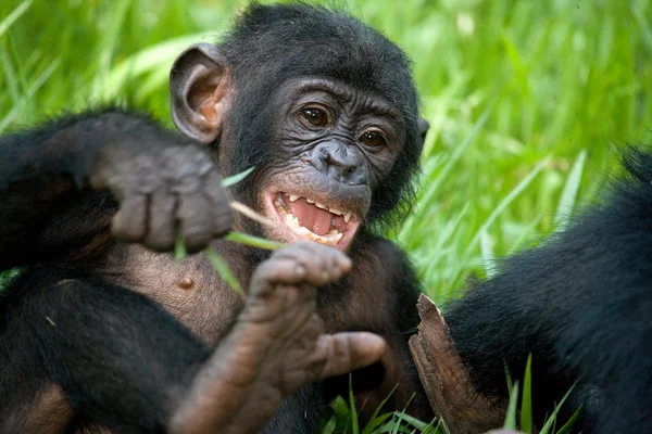 Bebé mono Bonobo — Foto de Stock