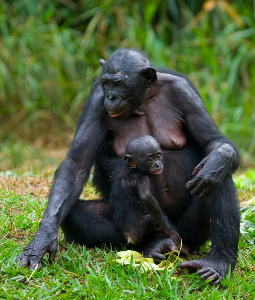 Bonobos-Affenfamilie — Stockfoto
