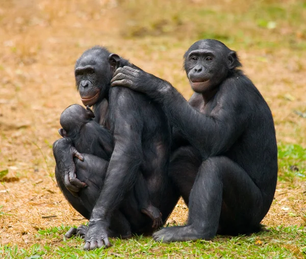 Bonobo maymunu aile — Stok fotoğraf